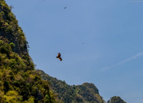 Остров Панак провинции Пхан  Нга , что находится на северо - востоке от Пхукета , является местом обитания Ястребиного орла, которые гнездятся высоко в скалах.