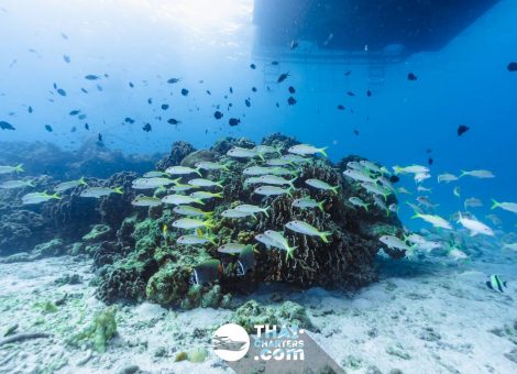 «hug» Аренда моторной лодки для дайвинга на Пхукете