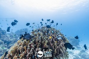 «hug» Аренда моторной лодки для дайвинга на Пхукете