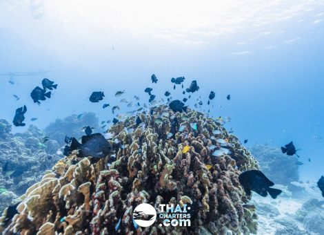 «hug» Аренда моторной лодки для дайвинга на Пхукете