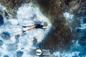 «hug» Аренда моторной лодки для дайвинга на Пхукете